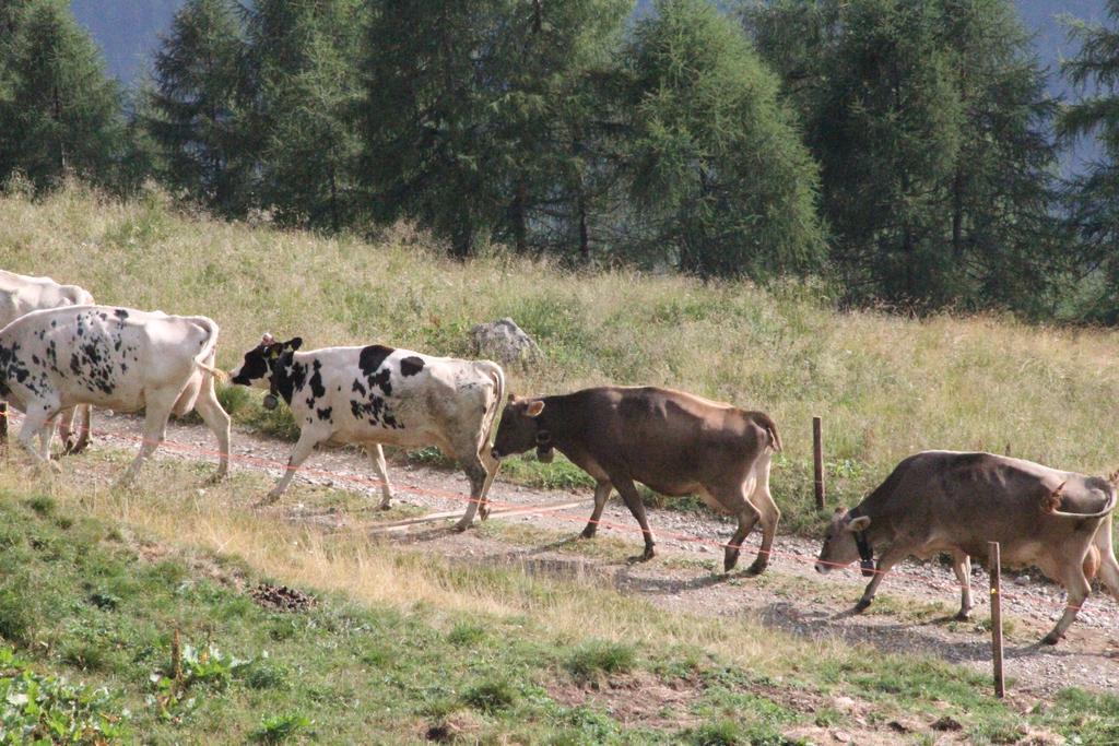 Nestalp Malga Campo Villa Peio Dış mekan fotoğraf