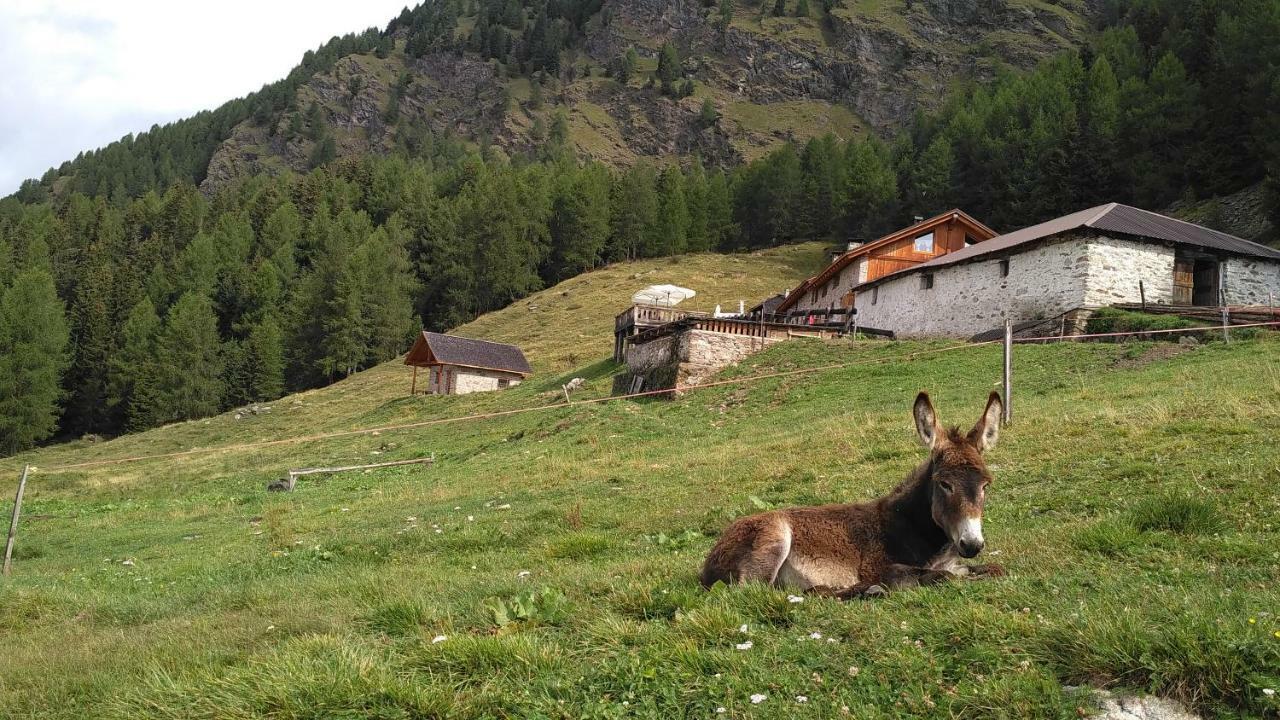 Nestalp Malga Campo Villa Peio Dış mekan fotoğraf
